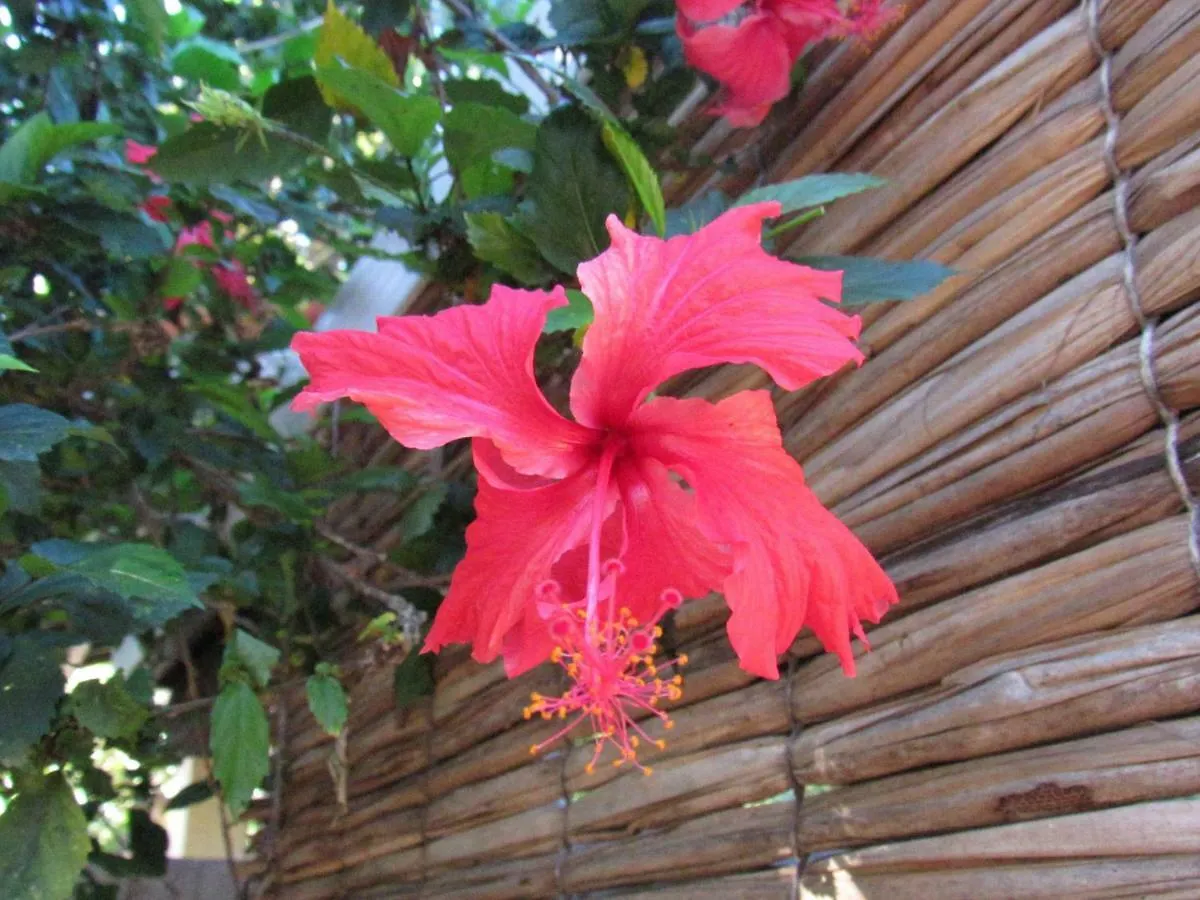Bed and breakfast Cheiro De Mar Guest House Porto Seguro
